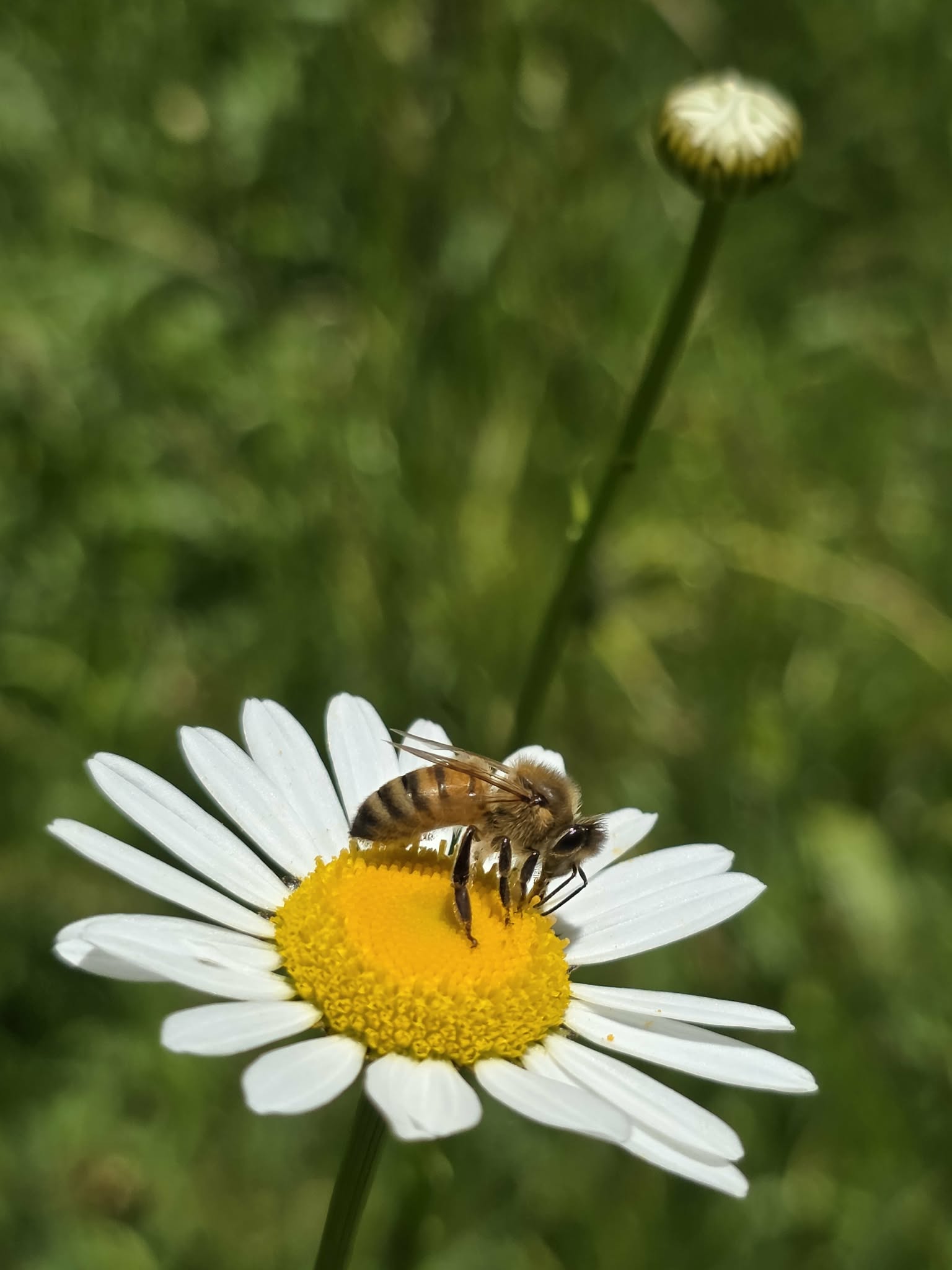 Bee resting on a white flower