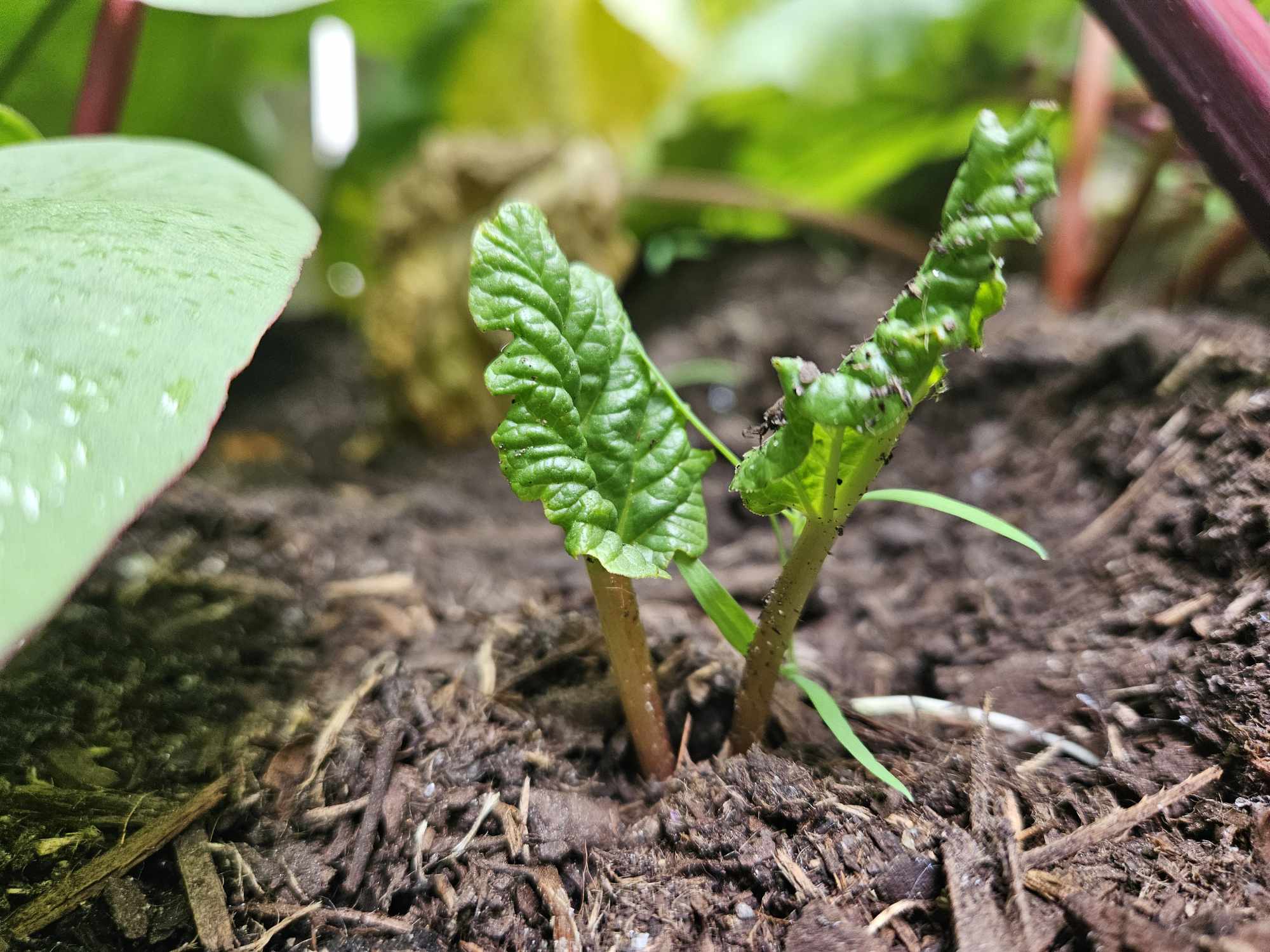 Fresh green sprout emerging from soil